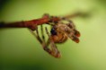 /album/araneidae/araneus-diadematus7-jpg/